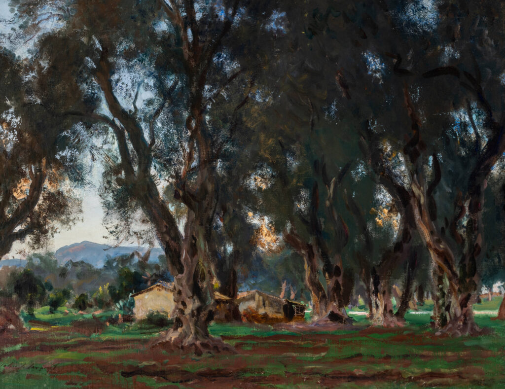 Grove of olive trees, with sky peaking through the leaves.